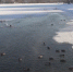 Утки под присмотром: в округе посчитали зимующих водоплавающих - 9 Канал Старый Оскол